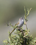 Green tailed Towhee 4077